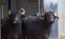 Hayvancılıkta yeni dönem! Bir sağımda litrelerce süt