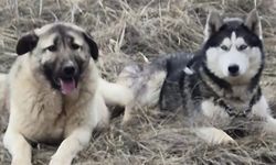 Sivas'ta kangal yavrusu ile Sibirya kurdunun dostluğu