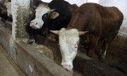 Hayvancılıkta Güçlenen Şehir Dikkat Çekiyor