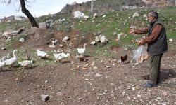 Sivas’ta Trafiği Durduran Sevimli Sürü