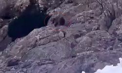 Beyaz Örtünün Altında Hayatta Kalma Mücadelesi!