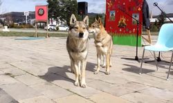 Sivas Zara’da Nevruz’da bir ilk! Kurtlar ve şahinler sahneye çıktı!