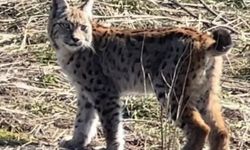 Doğada çok nadir anlar! Sivas'ta vaşağın çığlığı kamerada!