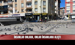 Sivas’ta Vatandaşlar Besliyor, Güvercinler Toplanıyor