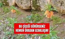 Dokunmanın Bedeli Bir Servet! Diyarbakır’da Açtılar! Sakın Koparmayın