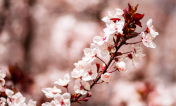 Baharın Müjdecisi Nevruz Umutlar Filizleniyor, Kardeşlik Güçleniyor