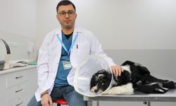 Köpeğin İçinden Çıkanlar Görenleri Hayrete Düşürdü
