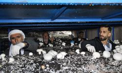 2 Bin Yıllık Mağara Üretim Üssüne Dönüştü: Aylık 3 Ton Hasat