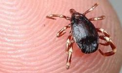 Komşuda 3 Yaşındaki Çocuğu Kene Tuttu!