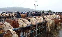 Yağmur Dinmedi, Ticaret Durmadı: Sorgun Hayvan Pazarı Dolup Taşıyor