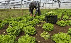 Tarlada 15 TL, Pazarda 100 TL: Fiyat Artışının Nedeni Ne?