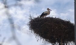 Onlar Gelince Mevsim Değişiyor… Yılların Geleneği Devam Ediyor