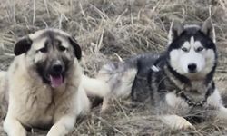 Sivas'ta kayıp kangalın Sibirya kurdu ile kurduğu bağ sosyal medyayı salladı