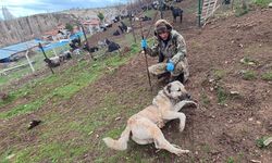 Sivas Kangal köpeklerini çobanlar tercih ediyor