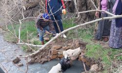 Kuyuya Düşen Büyükbaş Kurtarıldı
