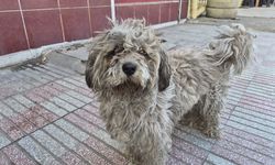 Sanayide, beyaz köpek kapkara oldu