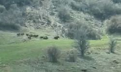 Sivas’ta domuz sürüsü tarlaya indi