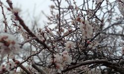 Kayısı Bahçelerinde Umutla Korku Arasında İnce Çizgi