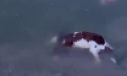 Sivas'ta baraj suları yerleşim yerlerine ulaştı, suya düşen buzağı kurtarılamadı