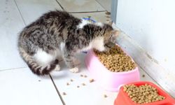 Atık Yemekler Mamaya Dönüşüyor