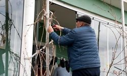 Dondan zarar gören üzüm bağları bu sezon yeniden hayat buluyor