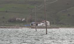 Sivas'ta Göçmen Kuşların Gözdesi Bu Kez Taştı