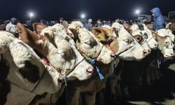 Türkiye'nin En Büyük Kurban Pazarında Hareketlilik Başladı!