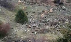 Sivas'ta yaban keçileri köy sınırlarına kadar indi