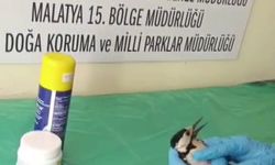 Sivas’ta Ölmek Üzereydi! 4 Günlük Tedaviyle Yeniden Uçtu