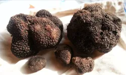 Türkiye'de servet Buldu! Kilosu 18 Bin 500 TL!