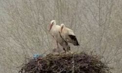 Mart kapıdan baktırdı Sivas'ta leylekler kar sürprizi ile yuvalarında dondu