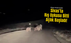 Sivas’ta Kış Uykusu Bitti, Açlık Başladı!