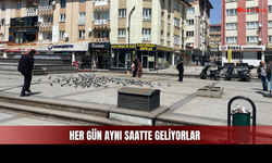 Fotoğraf Çeken de Var, Yem Getiren de