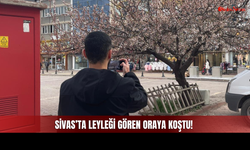 Sivas'ın Göbeğindeki O Ağacı Görenler Durup Bakıyor