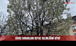 Baharın En Güzel Müjdecisi Sivas’ta Ortaya Çıktı