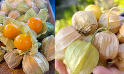 Adını Duyan Faydalarını Araştırıyor! Altın Çilek Nedir?