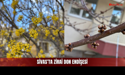 Bahar Bekleyen Sivaslıya Kar Şoku! Herkes Aynı Korkuyu Yaşıyor!