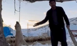 "Yemek yetmiyor" dedi  ağaca astığı köpeğin canına kıydı