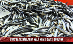 Sivas’ta Tezgâhlarda Hâlâ Hamsi Satışı Sürüyor