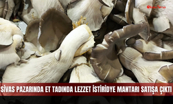 Sivas pazarında et tadında lezzet istiridye mantarı satışa çıktı