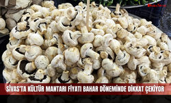 Sivas'ta Kültür Mantarı Fiyatı Bahar Döneminde Dikkat Çekiyor