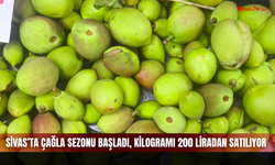Sivas’ta çağla sezonu başladı, kilogramı 200 liradan satılıyor