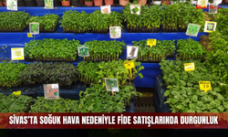 Sivas’ta Soğuk Hava Nedeniyle Fide Satışlarında Durgunluk