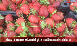 Sivas’ta Baharın Müjdecisi Çilek Tezgâhlardaki Yerini Aldı