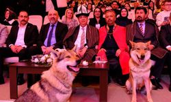 Sivas’ta Nevruz Coşkusu Kurtlar Sahneye Çıktı, Şahin Uçtu