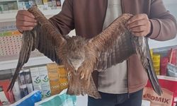 Sivas’ta Yol Kenarında Bulunan Yaralı Kızıl Şahin Koruma Altına Alındı