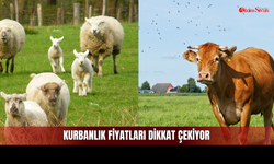 Sivas’ta Bayram Öncesi Fiyatlar Netleşti: Rakamlar Dikkat Çekiyor