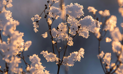 Sivas’ta Saatler Belli Oldu Çiftçiler İçin Risk Kapıda