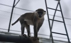 Arazide Fark Edildi, Koruma Altına Alındı