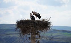 Dört Yıldır Aynı Noktaya Dönüyorlar, Bu Hikâyenin Sırrı Ne?